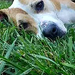 Dog, Dog breed, Carnivore, Grass, Plant, Whiskers, Companion dog, Fawn, Terrestrial Animal, Snout, Canidae, Working Animal, Paw, Nap, Puppy, Perennial Plant, Non-sporting Group, Photography