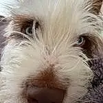 Head, Dog, Eyes, Dog breed, Carnivore, Ear, Whiskers, Small To Medium-sized Cats, Companion dog, Felidae, Fawn, Snout, Toy Dog, Working Animal, Close-up, Canidae, Furry friends, Liver, Terrier