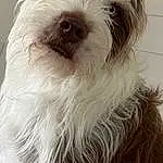 Dog, Carnivore, Dog breed, Companion dog, Toy Dog, Snout, Small Terrier, Terrier, Furry friends, Liver, Working Animal, Shih-poo, Canidae, Maltepoo, Water Dog, Biewer Terrier, Non-sporting Group