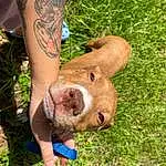 Dog, Dog breed, Gesture, Grass, Fawn, Liver, Working Animal, Snout, Human Leg, People In Nature, Terrestrial Animal, Thigh, Foot, Canidae, Companion dog, Soil, Grassland, Wrinkle, Nail