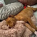 Brown, Dog, Dog breed, Comfort, Carnivore, Liver, Companion dog, Fawn, Furry friends, Working Animal, Bean Bag, Linens, Canidae, Lamp, Natural Material, Nap, Duvet, Bedding, Wood
