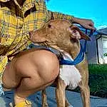 Dog, Sky, Working Animal, Plant, Collar, Dog breed, Pet Supply, Fawn, Carnivore, Liver, Snout, Companion dog, Hat, Dog Collar, Thigh, Sighthound, Human Leg, Livestock, Wrinkle, Recreation