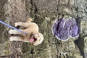 Name Goldendoodle Dog Denali