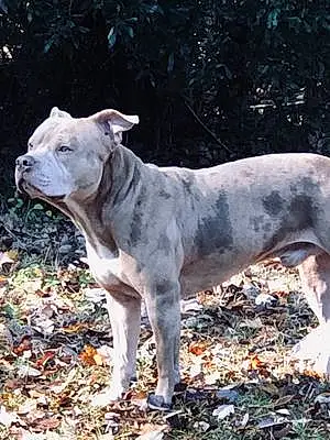 Pitt Bull Terrier Dog Copper