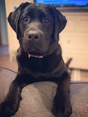 Firstname Labrador Retriever Dog Chloe
