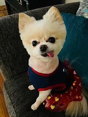 Firstname Pomeranian Dog Chloe