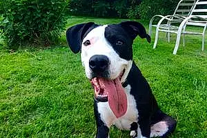 Name Staffordshire Bull Terrier Dog Pete