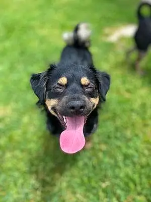 Chihuahua Dog Wubzy