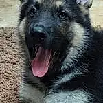 Dog, Eyes, Dog breed, Carnivore, Jaw, Fawn, Working Animal, Whiskers, Snout, Terrestrial Animal, Canidae, Furry friends, Companion dog, Canis, Herding Dog, Working Dog, Fang, King Shepherd, Plant