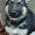 Dog, Eyes, Carnivore, Dog breed, Fawn, Whiskers, Working Animal, Snout, Companion dog, Terrestrial Animal, Furry friends, Electric Blue, Canis, Herding Dog, Working Dog, Canidae, King Shepherd, Ancient Dog Breeds, Photography