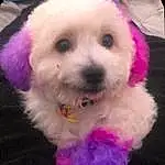 Dog, Dog breed, Carnivore, Pink, Companion dog, Toy Dog, Snout, Poodle, Canidae, Toy, Furry friends, Terrier, Maltepoo, Labradoodle, Puppy love, Magenta, Shih-poo, Dog Supply, Yorkipoo