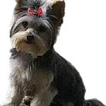Dog, Carnivore, Dog breed, Dog Supply, Companion dog, Snout, Liver, Toy Dog, Furry friends, Working Animal, Small Terrier, Terrier, Canidae, Biewer Terrier, Fictional Character, Tail
