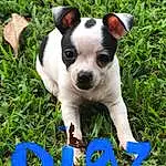 Dog, Plant, Dog breed, Carnivore, Grass, Companion dog, Fawn, Groundcover, Working Animal, Snout, Whiskers, Lawn, Toy Dog, Electric Blue, Canidae, Boston Terrier, People In Nature, Tail, Happy
