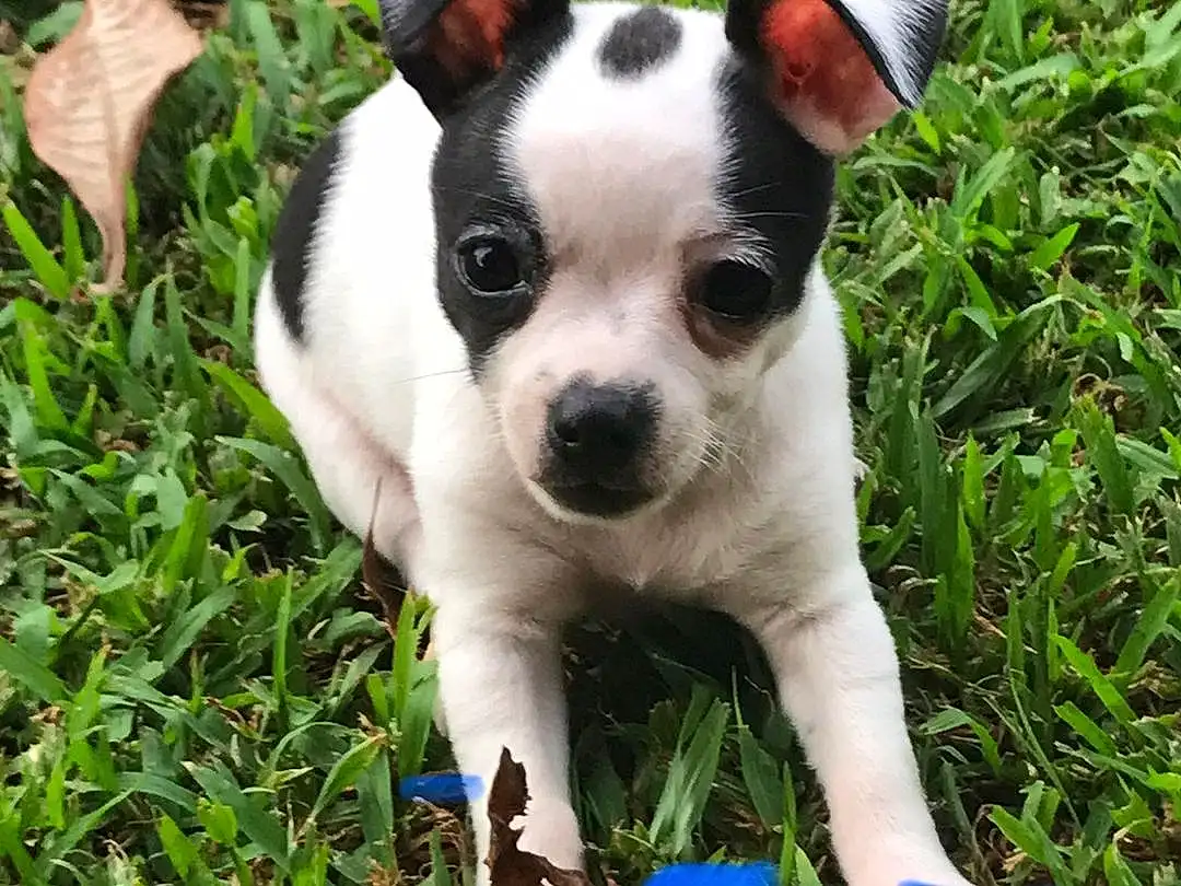 Dog, Plant, Dog breed, Carnivore, Grass, Companion dog, Fawn, Groundcover, Working Animal, Snout, Whiskers, Lawn, Toy Dog, Electric Blue, Canidae, Boston Terrier, People In Nature, Tail, Happy