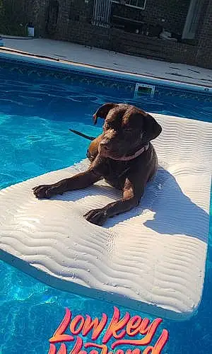 Name Labrador Retriever Dog Maze