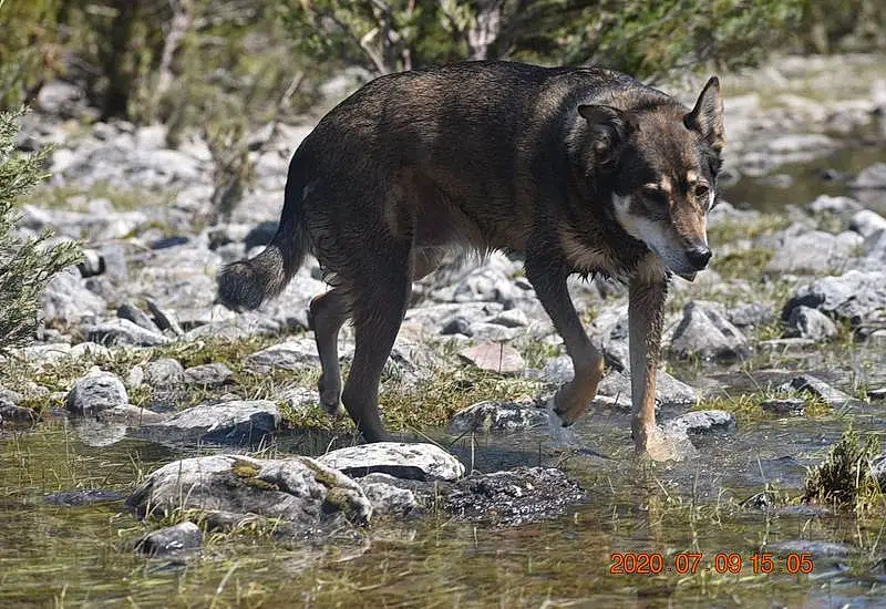 Water, Dog, Carnivore, Dog breed, Watercourse, Terrestrial Animal, Working Animal, Wolf, Tail, Canidae, Black Norwegian Elkhound, Canis, Rock, Bedrock, Plant, Working Dog, Stream, Guard Dog