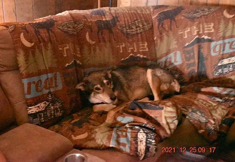 Brown, Dog, Couch, Dog breed, Comfort, Carnivore, Companion dog, Working Animal, Living Room, Studio Couch, Wood, Room, Furry friends, Liver, Canidae, Hardwood, Sofa Bed, Terrestrial Animal