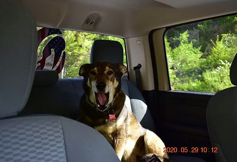 Dog, Car, Window, Vehicle, Vroom Vroom, Plant, Collar, Carnivore, Dog breed, Automotive Exterior, Vehicle Door, Companion dog, Fawn, Car Seat Cover, Car Seat, Couch, Snout, Dog Collar, Steering Wheel, Auto Part