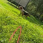 Plant, Dog, Tree, Carnivore, People In Nature, Dog breed, Grass, Garden Hose, Groundcover, Grassland, Terrestrial Plant, Shrub, Tail, Meadow, Companion dog, Lawn, Landscape, Pasture