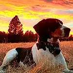 Sky, Cloud, Dog, Plant, Carnivore, People In Nature, Tree, Ball, Dog breed, Grass, Fawn, Companion dog, Happy, Gun Dog, Snout, Working Animal, Liver, Dog Collar, Landscape, Grassland