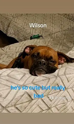 Name Boxer Dog Wilson