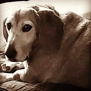 Name Basset Hound Dog Gus