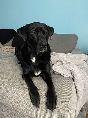 Name Labrador Retriever Dog Baloo