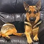 Dog, Dog breed, Comfort, Carnivore, Fawn, Ear, Companion dog, Snout, Couch, Old German Shepherd Dog, Bored, Herding Dog, Canidae, Furry friends, Whiskers, German Shepherd Dog, Paw, Working Dog, Terrestrial Animal