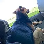 Dog, Vehicle, Car, Vroom Vroom, Dog breed, Carnivore, Automotive Mirror, Head Restraint, Automotive Exterior, Vehicle Door, Car Seat Cover, Fawn, Toy, Window, Companion dog, Steering Wheel, Grass, Snout, Car Seat, Auto Part