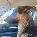 Dog, Hood, Vehicle, Automotive Lighting, Automotive Mirror, Carnivore, Dog breed, Vehicle Door, Fawn, Window, Companion dog, Car, Automotive Exterior, Tints And Shades, Rear-view Mirror, Snout, Vroom Vroom, Windshield, Automotive Design, Whiskers