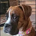 Dog, Dog breed, Carnivore, Collar, Pet Supply, Fawn, Companion dog, Dog Collar, Whiskers, Working Animal, Snout, Liver, Wrinkle, Dog Supply, Leash, Boxer, Window, Giant Dog Breed, Working Dog