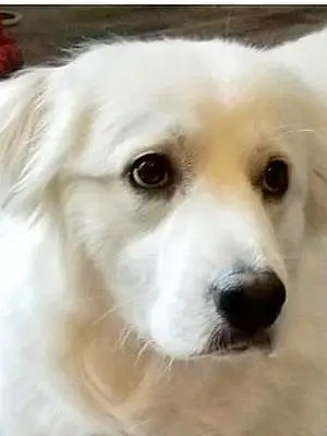 Great Pyrenees Dog Indy