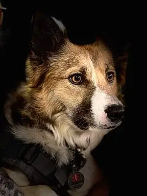Border Collie Dog Mowana