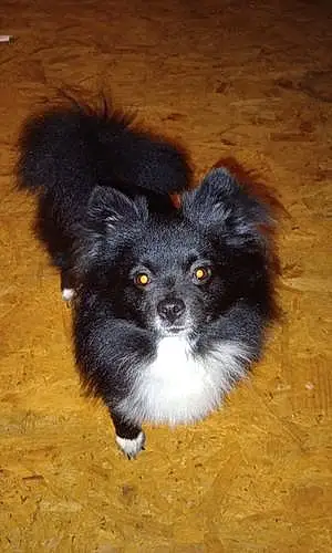 Name Pomeranian Dog Onyx