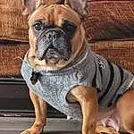 Dog, Bulldog, Carnivore, Dog breed, Companion dog, Fawn, Wrinkle, Snout, Terrestrial Animal, Working Animal, Whiskers, Dog Collar, Toy Dog, Canidae, Molosser, French Bulldog, Working Dog, Ancient Dog Breeds, Non-sporting Group
