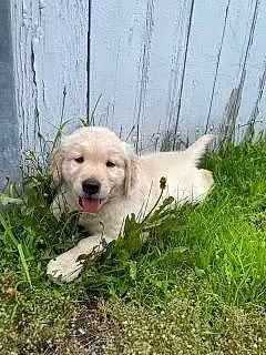Golden Retriever Dog Gus