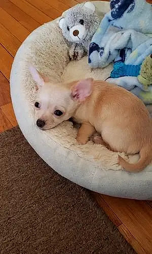 Firstname Chihuahua Dog Bruno