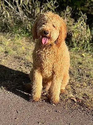 Firstname Goldendoodle Dog Maverick