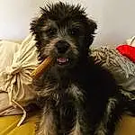 Dog, Dog breed, Carnivore, Companion dog, Water Dog, Toy Dog, Snout, Small Terrier, Terrier, Working Animal, Furry friends, Canidae, Yorkipoo, Shih-poo, Maltepoo, Dog Supply, Biewer Terrier, Poodle Crossbreed, Puppy