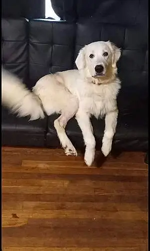Great Pyrenees Dog Chase