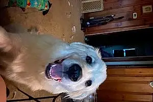 Great Pyrenees Dog River