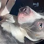 Dog, Dog breed, Carnivore, Jaw, Grey, Ear, Working Animal, Fawn, Whiskers, Snout, Close-up, Wrinkle, Terrestrial Animal, Canidae, Non-sporting Group, Furry friends
