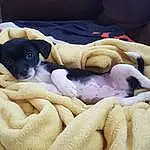 Dog, Comfort, Carnivore, Dog breed, Fawn, Companion dog, Working Animal, Linens, Canidae, Toy Dog, Furry friends, Chilean Fox Terrier, Bed, Paw, Nap, Guard Dog, Boston Terrier, Blanket, Non-sporting Group