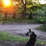 Plant, Light, Tree, Dog, Carnivore, Branch, Sky, Grass, Sunlight, Natural Landscape, Felidae, Dog breed, Landscape, Tints And Shades, Shade, Companion dog, People In Nature, Small To Medium-sized Cats, Road, Tail
