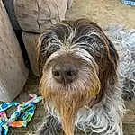 Dog, Carnivore, Dog breed, Companion dog, Liver, Working Animal, Terrier, Furry friends, Small Terrier, Toy Dog, Canidae, Water Dog, Schnauzer, Ingredient, Working Dog