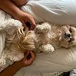 Dog, Carnivore, Gesture, Fawn, Companion dog, Dog breed, Toy Dog, Furry friends, Comfort, Terrier, Wrist, Nail, Happy, Felidae, Puppy love, Labradoodle, Paw, Canidae, Poodle