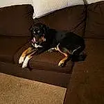 Couch, Dog, Furniture, Comfort, Carnivore, Dog breed, Studio Couch, Companion dog, Living Room, Tints And Shades, Working Animal, Sofa Bed, Dog Supply, Rectangle, Pet Supply, Room, Hardwood, Canidae