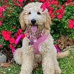 Flower, Dog, Plant, Water Dog, Dog breed, Carnivore, Companion dog, Grass, Collar, Poodle, Snout, Dog Collar, Terrier, Dog Supply, Canidae, Toy Dog, Pet Supply, Shrub, Annual Plant