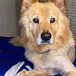 Dog, Dog breed, Carnivore, Fawn, Companion dog, Spitz, Snout, Furry friends, Canidae, Whiskers, Dog Supply, Working Animal, Electric Blue, Working Dog, Ancient Dog Breeds, Non-sporting Group