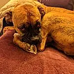 Dog, Comfort, Carnivore, Dog breed, Working Animal, Fawn, Companion dog, Wrinkle, Snout, Wood, Ball, White English Bulldog, Whiskers, Bulldog, Terrestrial Animal, Furry friends, Canidae, Toy Dog, Nap